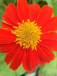 Close-up of red flower