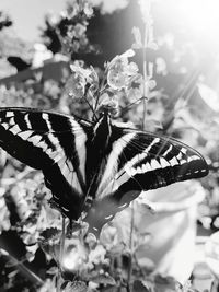 Close-up of butterfly pollinating on flower