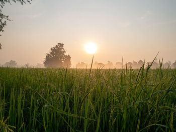 Crops growing on field against sky during sunset