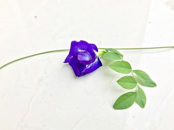 Close-up of purple rose flower over white background