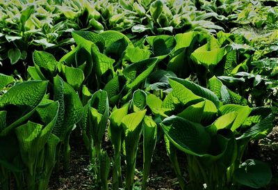 High angle view of plants growing on field