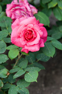 Close-up of pink rose blooming outdoors