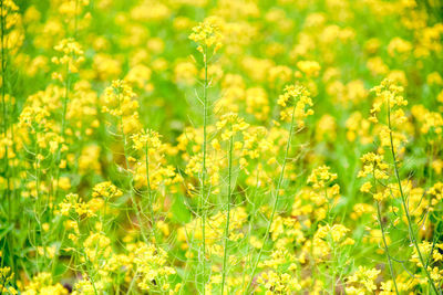 Close-up of yellow flowering plants on field