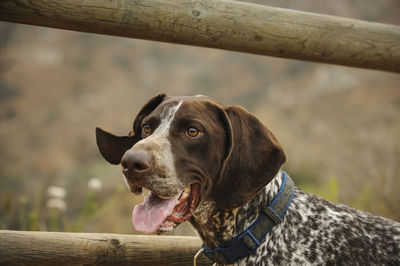 Close-up of dog