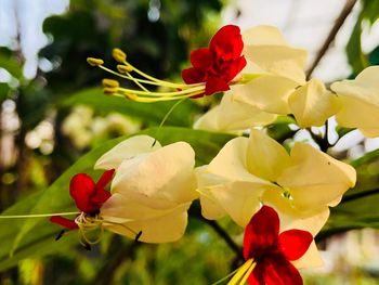 Close-up of red flowering plant