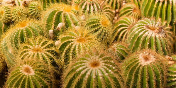 Close-up of succulent plant