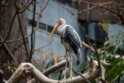 Close-up of bird perching on branch