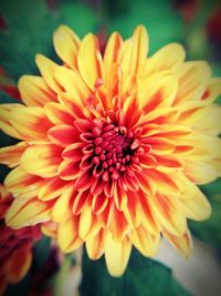 Close-up of red flower