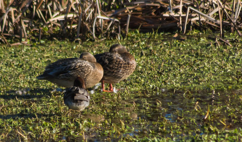 Mallard duck in water