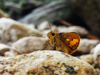 Close-up of butterfly on rock