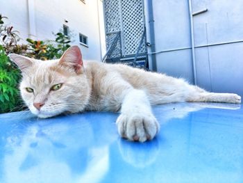 Portrait of cat lying on floor