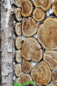 Full frame shot of logs in forest