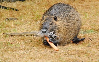 Close-up of eating animal on field