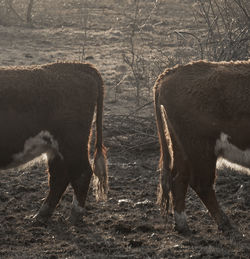 Low section of cows standing on field