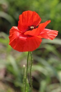 Close-up of bee pollinating on flower