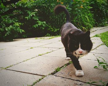 Close-up portrait of black cat walking on pathway