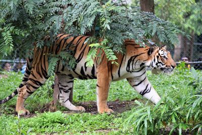 Side view of tiger walking 