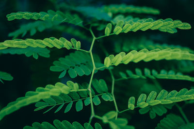 Close-up of fern leaves