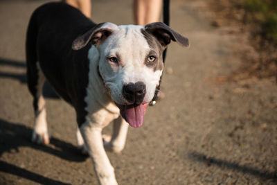 Portrait of dog sticking out tongue