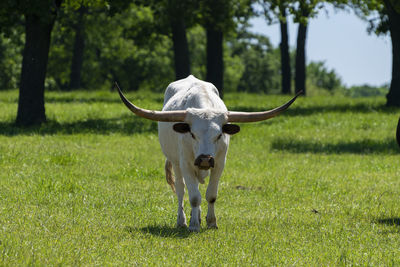 Cow in a field