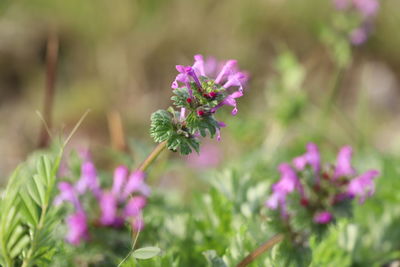 Close-up of pink flowering plant