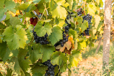 Ripe grapes black and white in the vineyard