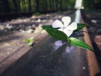 Close-up of frangipani on plant