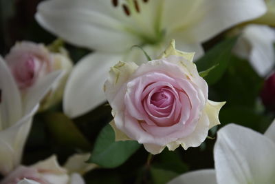 Close-up of rose bouquet