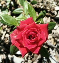 Close-up of red rose blooming outdoors