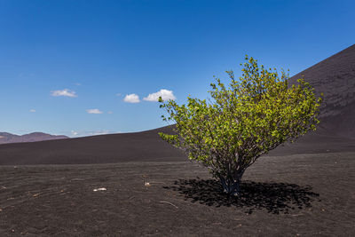 Plant growing on land against sky