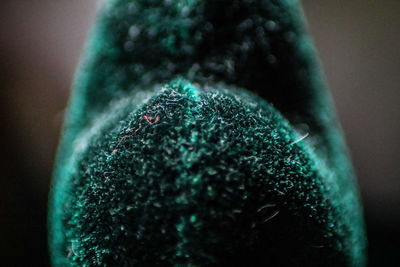 Close-up of purple flower against blurred background