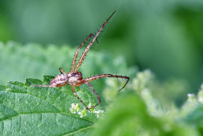 Close-up of insect on leaf