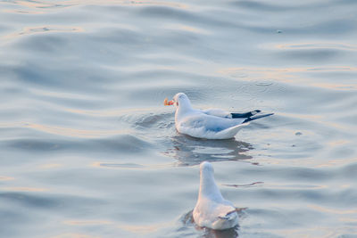 High angle view of seagull swimming in lake
