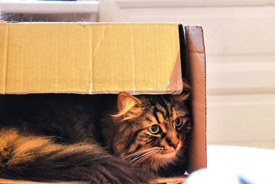 Close-up of cat lying in cardboard box at home