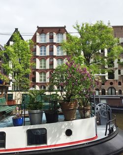 Potted plants in city