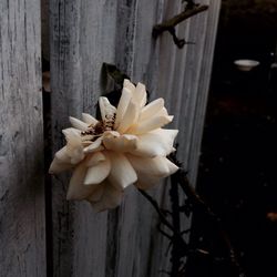 Close-up of white flowers