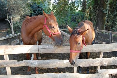 Horses standing against trees