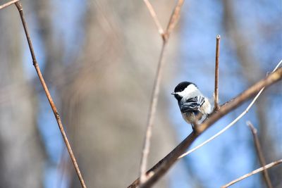Low angle view of bird perching on branch