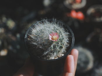 Close-up of hand holding plant