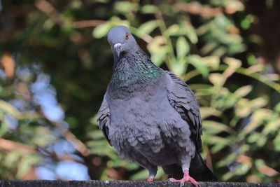 Closeup front view of a pigeon resting in the summer , india- asia