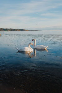 Close-up of bird in sea against sky