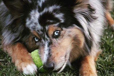 Close-up portrait of dog