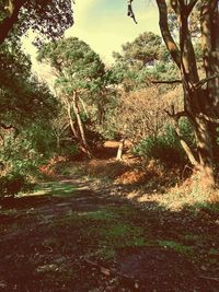 Trees in forest