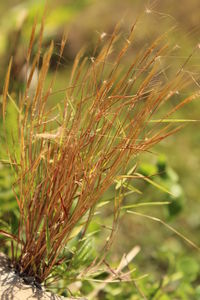 Close-up of crops on field