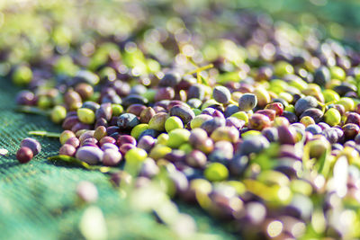 Close-up of grapes