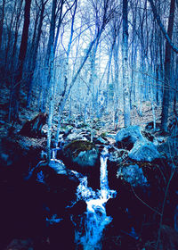 Bare trees in forest during winter