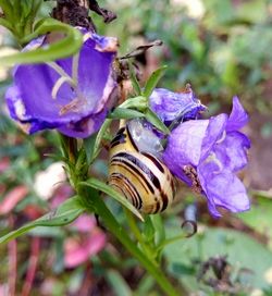 Close-up of bee on purple flower