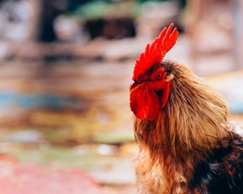 Close-up of rooster