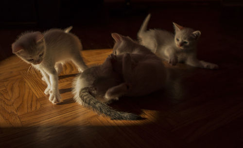 Cat sitting on floor