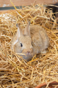 Close up cute little rabbit lying resting